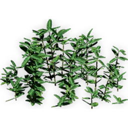 chloranthoid_2