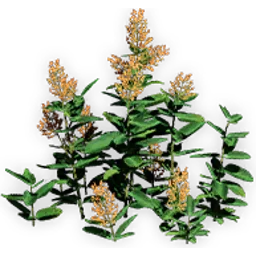 chloranthoid_3