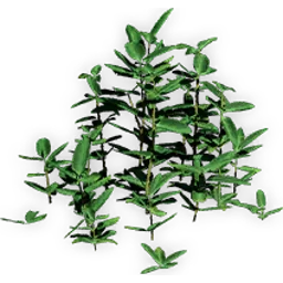 chloranthoid_4