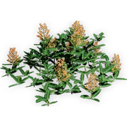 chloranthoid_5