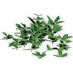 chloranthoid_6