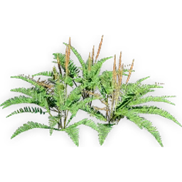 cinnamon_fern