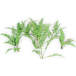 cinnamon_fern_2