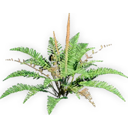 cinnamon_fern_3