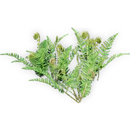 cinnamon_fern_4