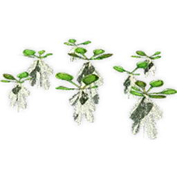 cobbania_3