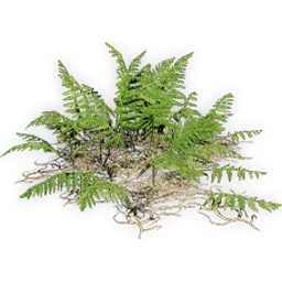 coniopteris