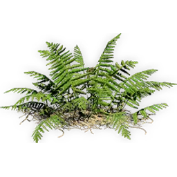 coniopteris_2