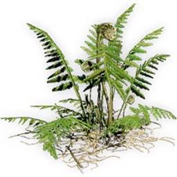 coniopteris_3