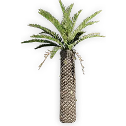 cycadeoidea