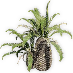 cycadeoidea_2
