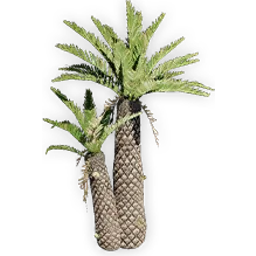 cycadeoidea_3