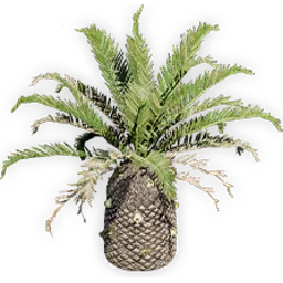 cycadeoidea_4