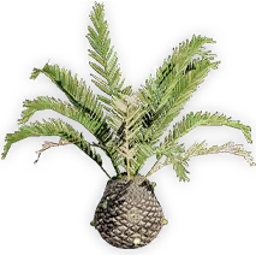 cycadeoidea_5