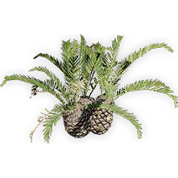 cycadeoidea_6