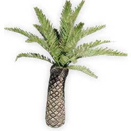 cycadeoidea_7