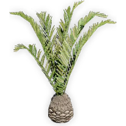 cycadeoidea_8