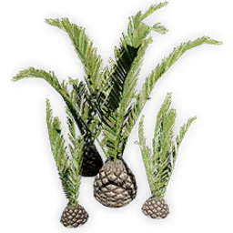 cycadeoidea_9