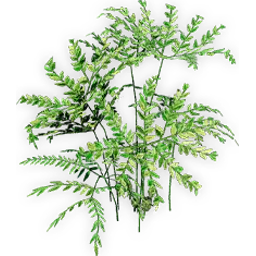 eobowenia
