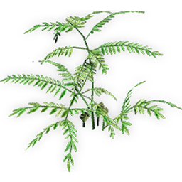 eobowenia_3