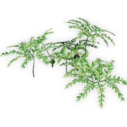 eobowenia_4