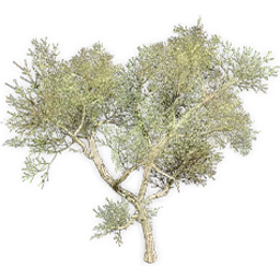 ephedra