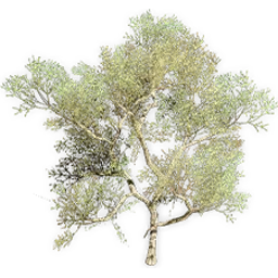 ephedra_2