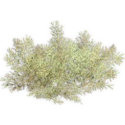 ephedra_3
