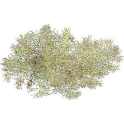 ephedra_4