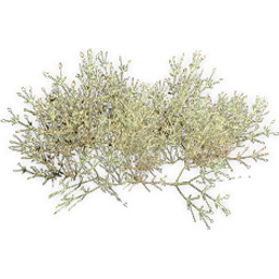 ephedra_5
