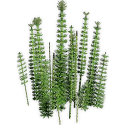equisetites