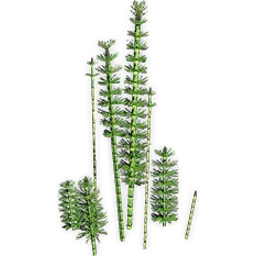 equisetites_2