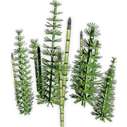 equisetites_3
