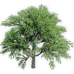 ginkgo_adiantoides