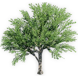 ginkgo_adiantoides_2