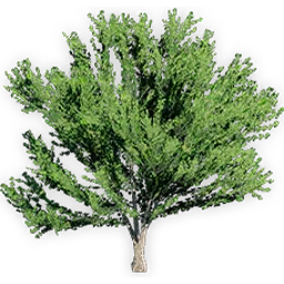 ginkgo_adiantoides_3