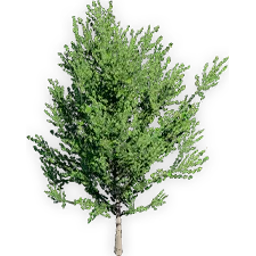 ginkgo_adiantoides_4