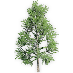 ginkgo_adiantoides_5