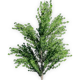ginkgo_adiantoides_6
