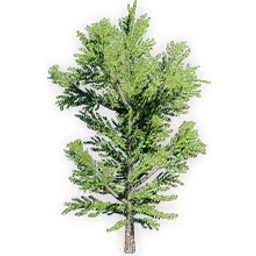 ginkgo_yimeansis_2