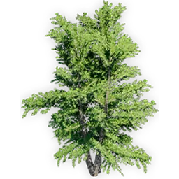ginkgo_yimeansis_3