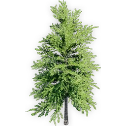 ginkgo_yimeansis_4