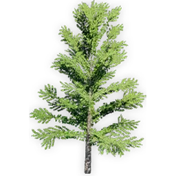 ginkgo_yimeansis_6