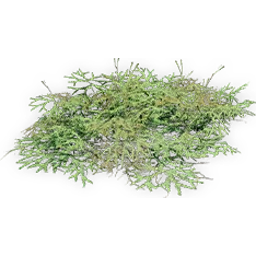 gleichenia