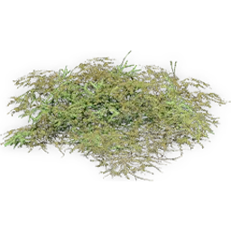 gleichenia_2