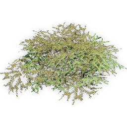 gleichenia_3