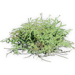 gleichenia_4