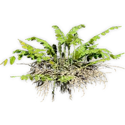 hydropteris