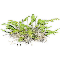 hydropteris_2