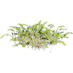 hydropteris_3